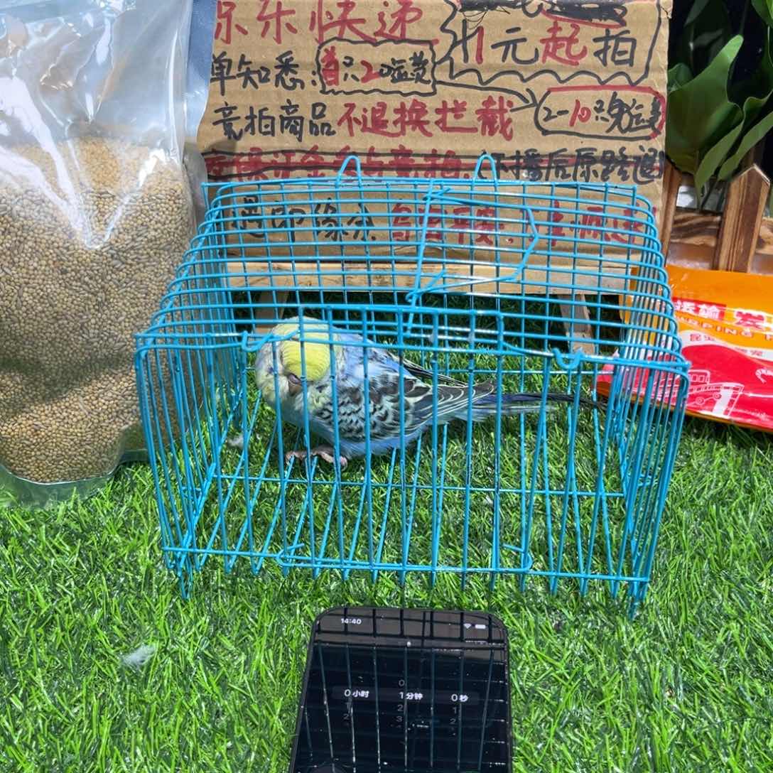 A***》虎皮鹦鹉虎皮鹦鹉系列一只，竞拍不退不换