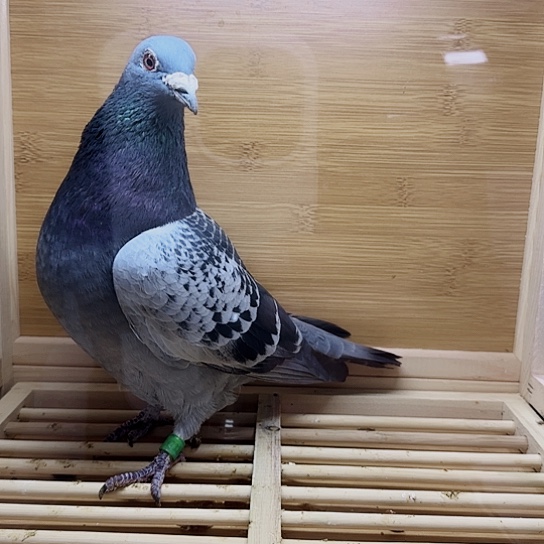 文鸟信鸽种鸽雨点瓦灰公鸽子