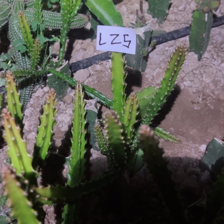 L25嫁接鼠尾令箭橙黄30