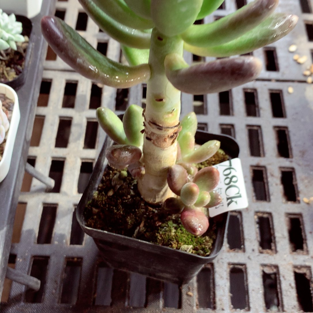 5厘米盆精控多肉768