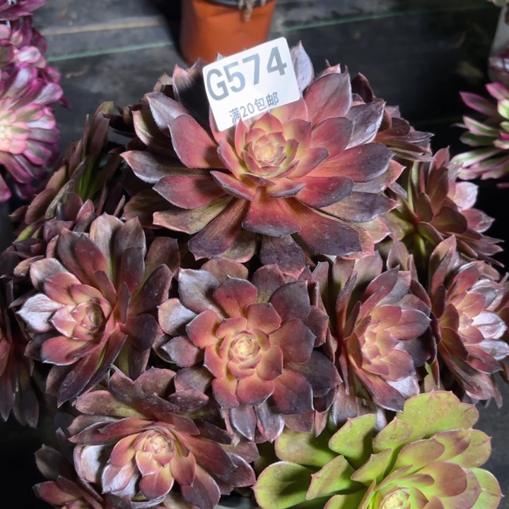 瑞妈多肉1.28.574