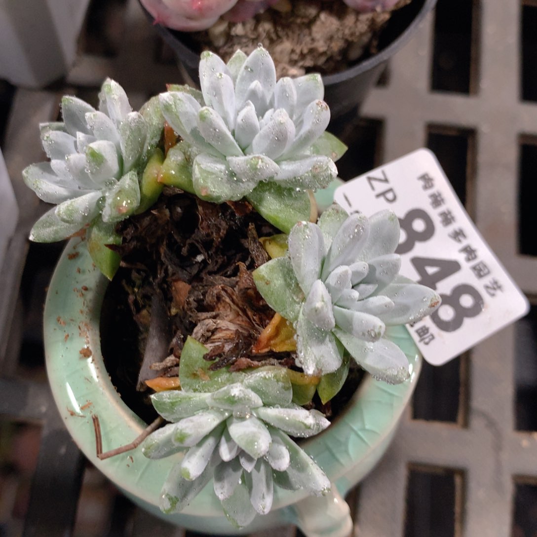 5CM拇指盆精控多肉ZP848