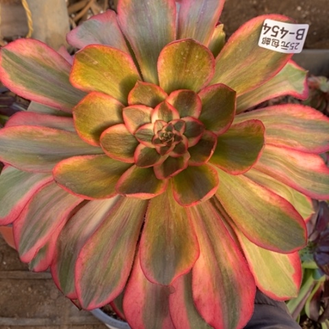 岁**好454五毒白锦满25包邮多肉