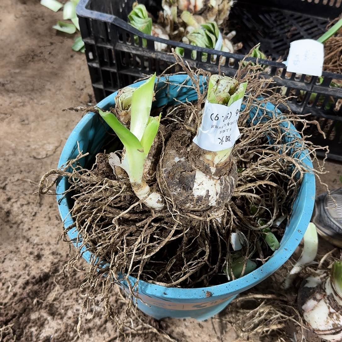 烟火10+6开花球发发发