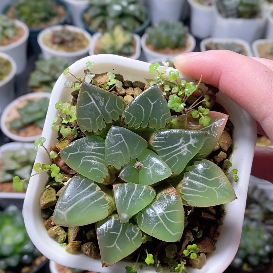 丸叶天池克玉露多肉