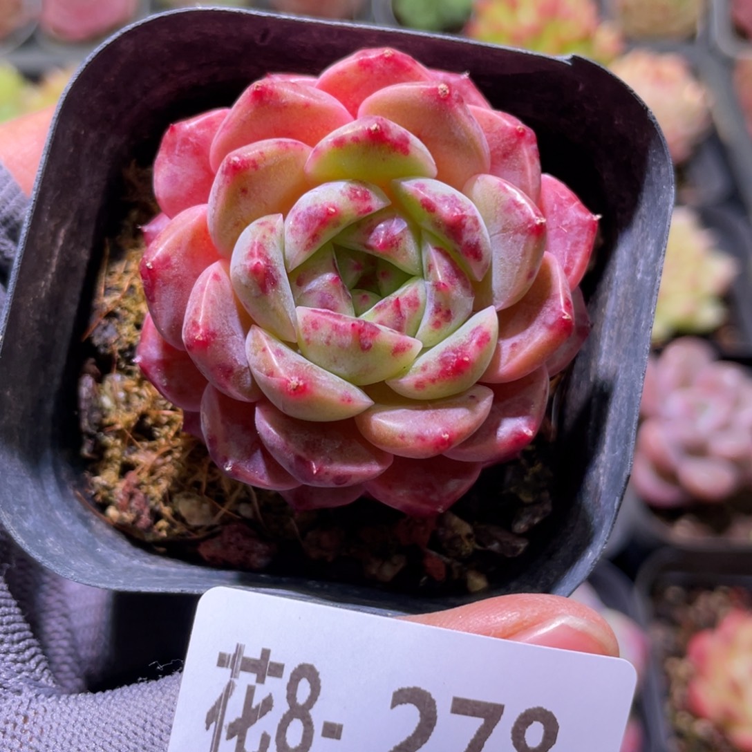 花利美8-278映月台