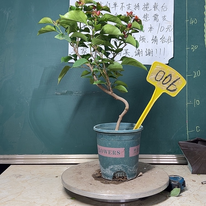 完全开放 造型 不甜西瓜  006