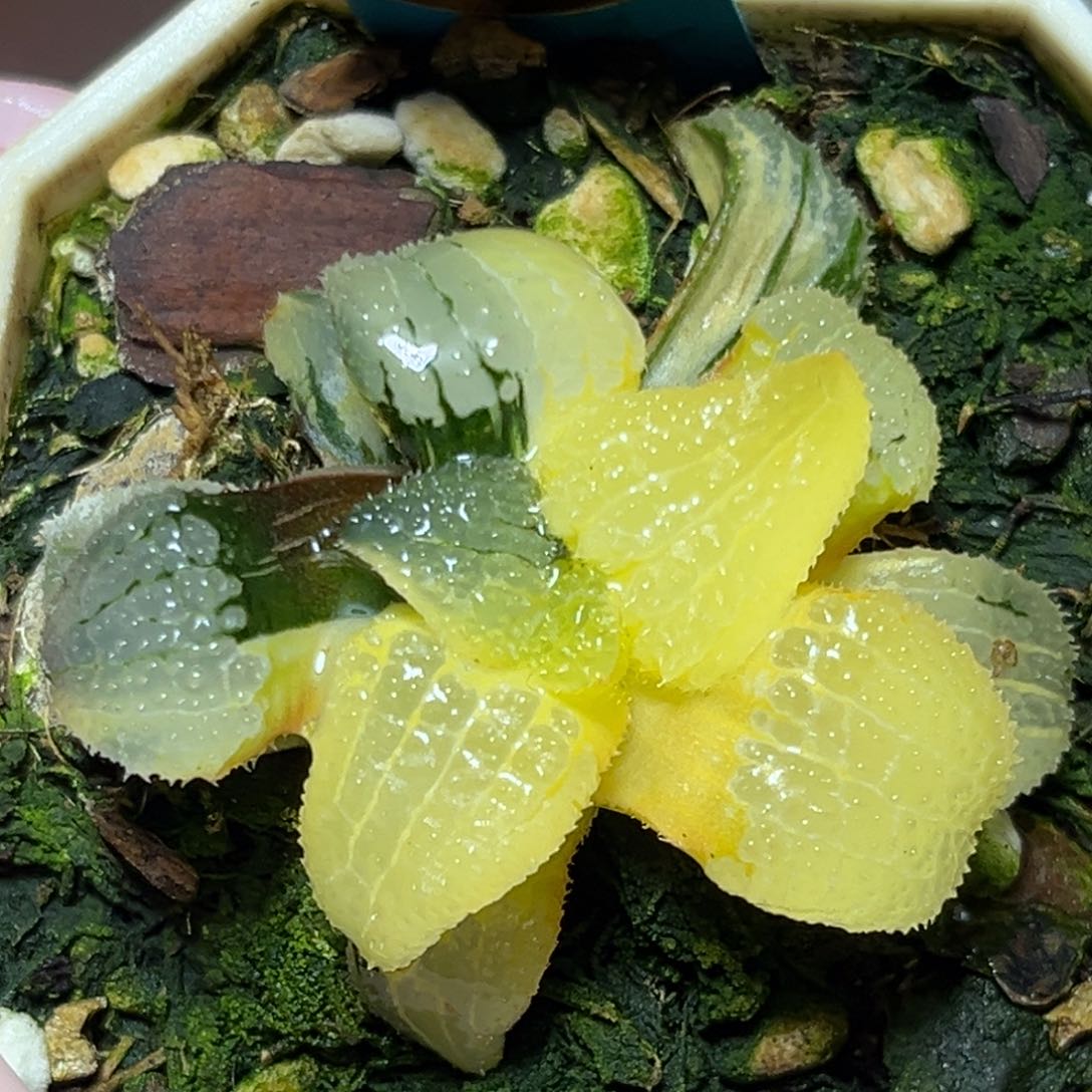 恭喜发财大吉大利0013