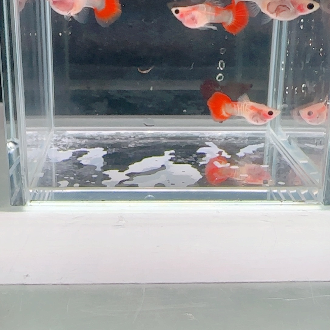 孔雀鱼银河琉璃3对