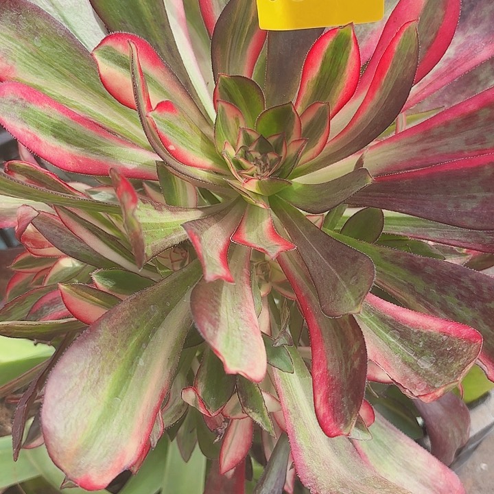 多肉植物香奈儿七彩0343