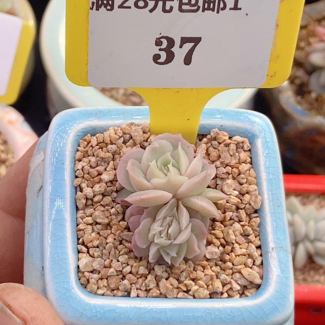 飞**嘎137虾饺多肉植物…………