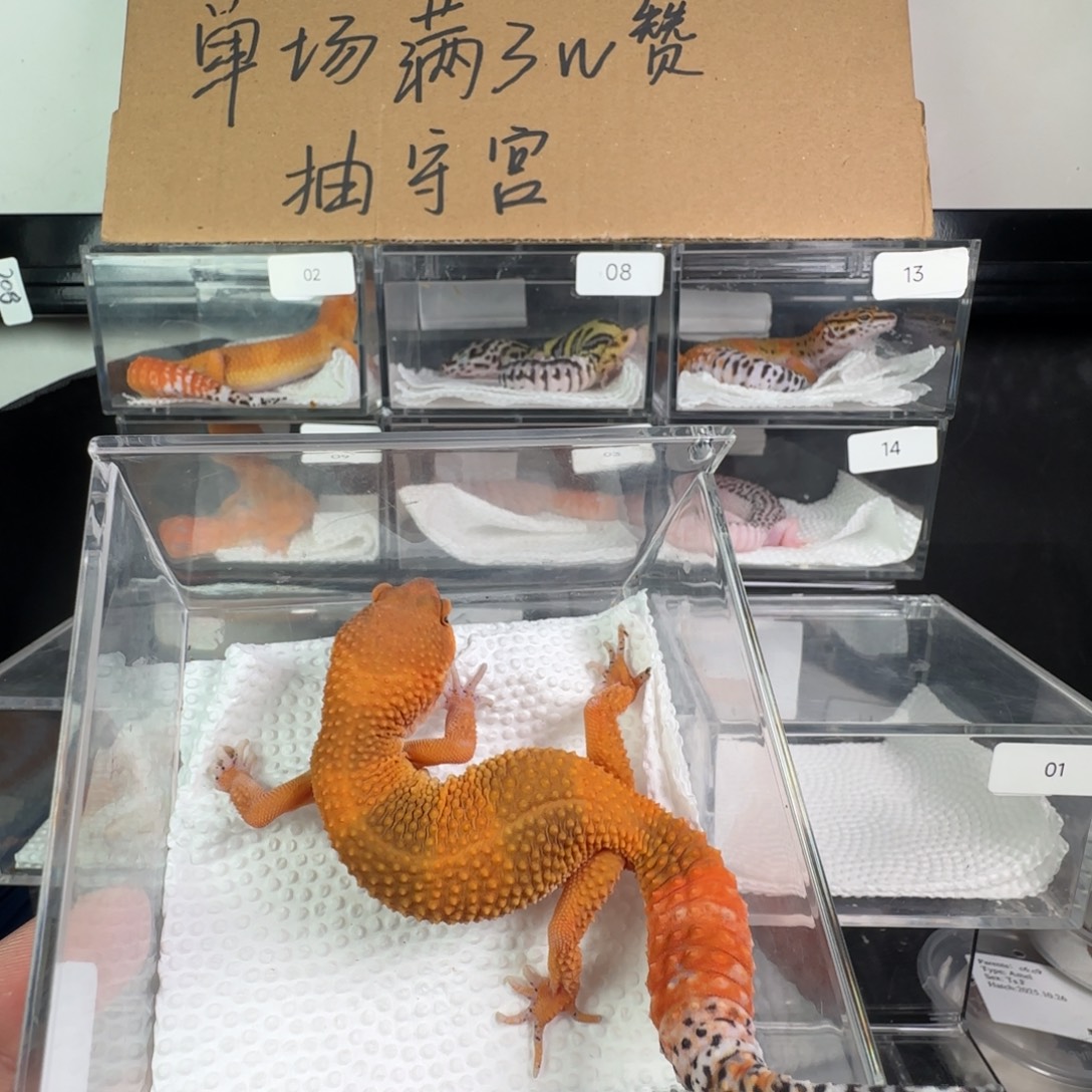 豹纹守宫蜜橘妹妹