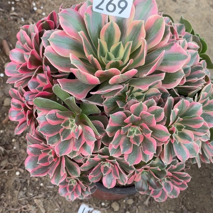 无花朵269女妖多肉植物