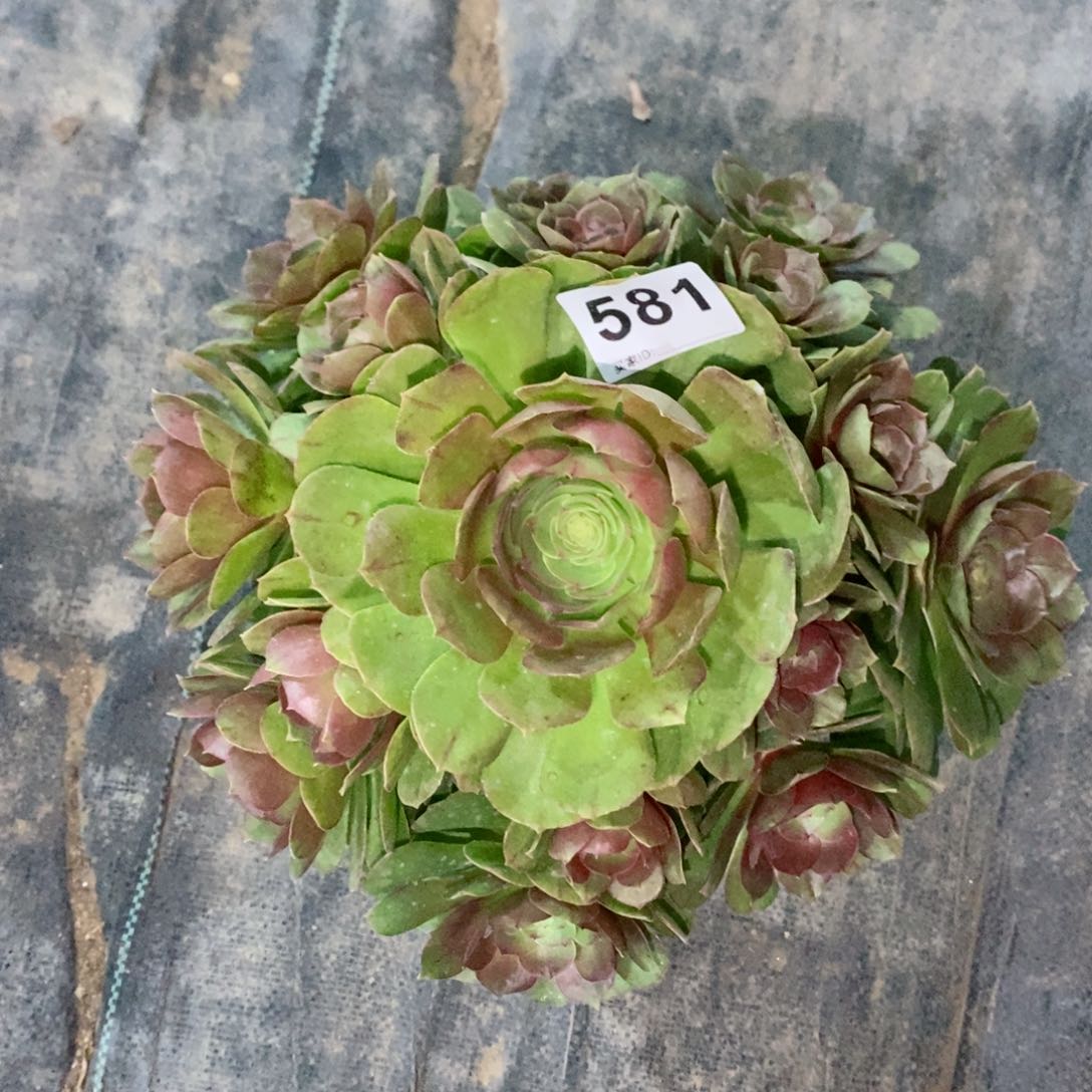 万圣节581多肉1111