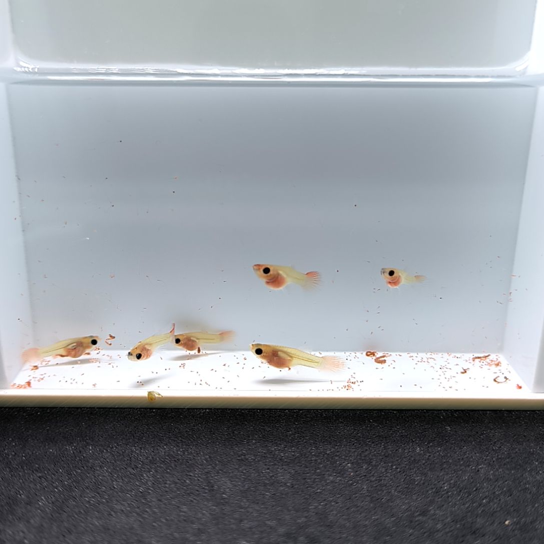 孔雀鱼红头玻璃猫苗子6条含一条被损。