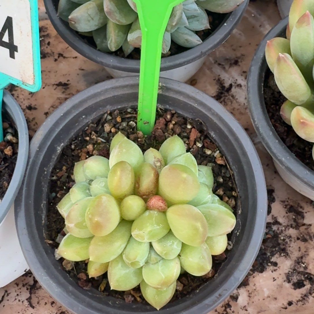 X系多肉植物580..