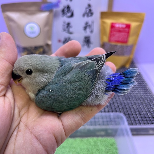 精品绿银公L35562-桃面鹦鹉