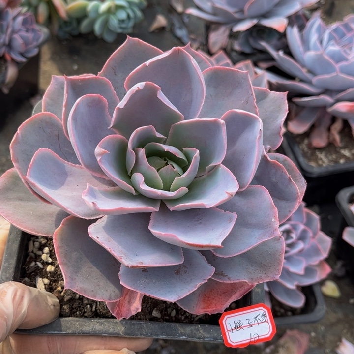 小****飞pinky单头一颗的