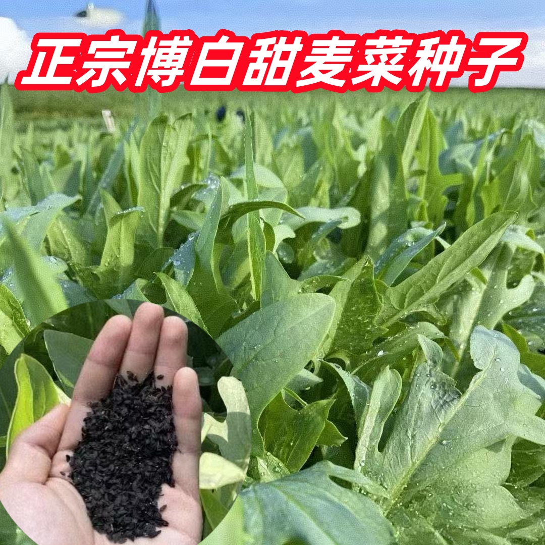博白甜脆花芽甜麦菜种子脆嫩好吃种植简单阳台盆栽
