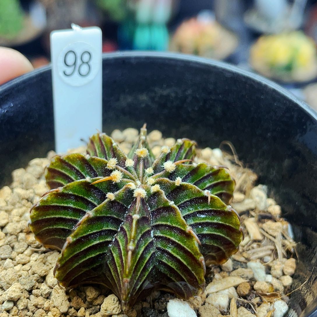 非偏远地区满25包邮仙人球