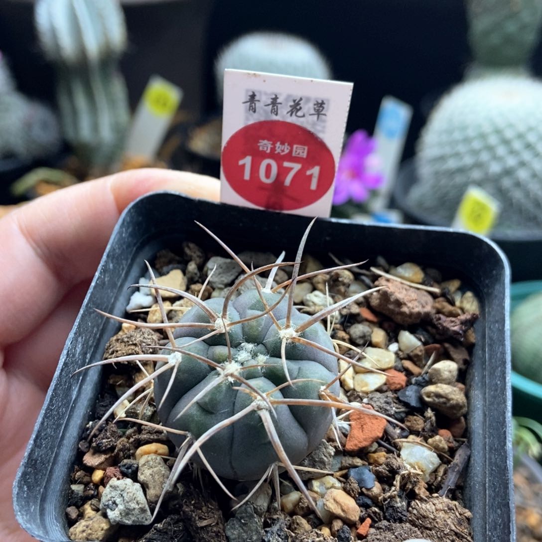 实生狂刺天平丸2.8cm