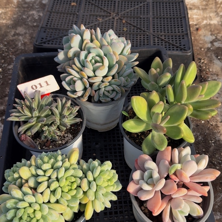 011多肉植物一物一拍