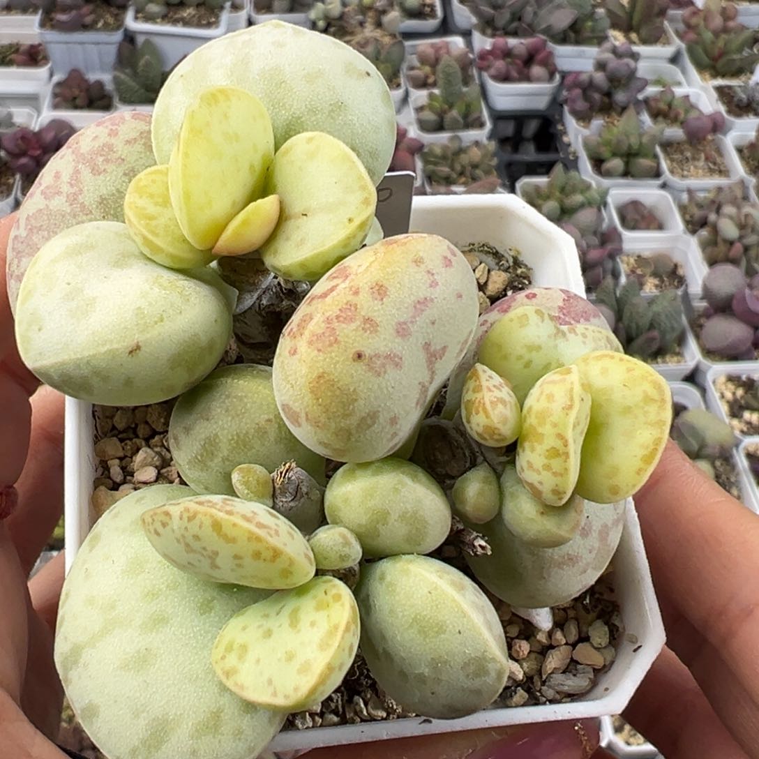 季节锦花蛋多肉植物水泡