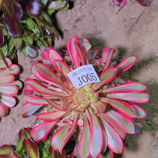 005香奈儿多肉植物