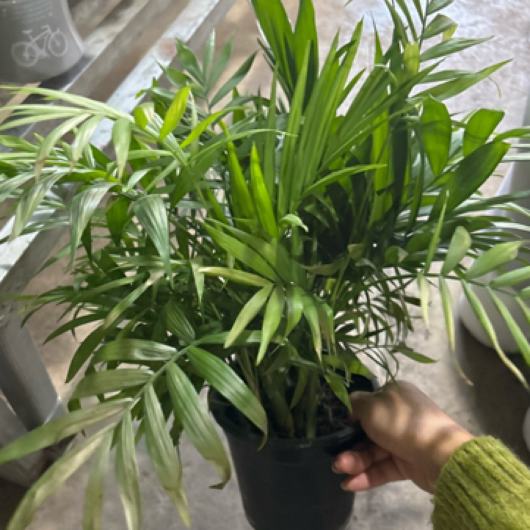 袖珍椰子富贵椰子