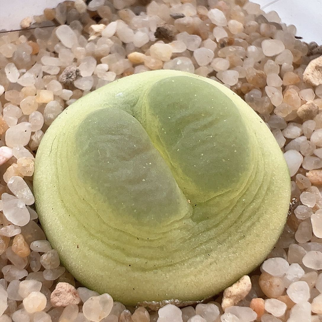 232。六年半 日拉桃尻娘 母本 2.2腰果窗