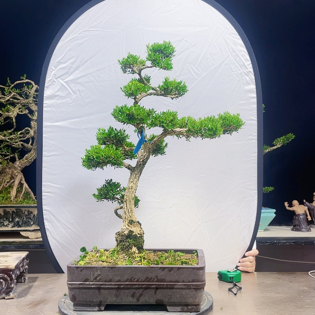 完全开放黄杨盆景四季常青