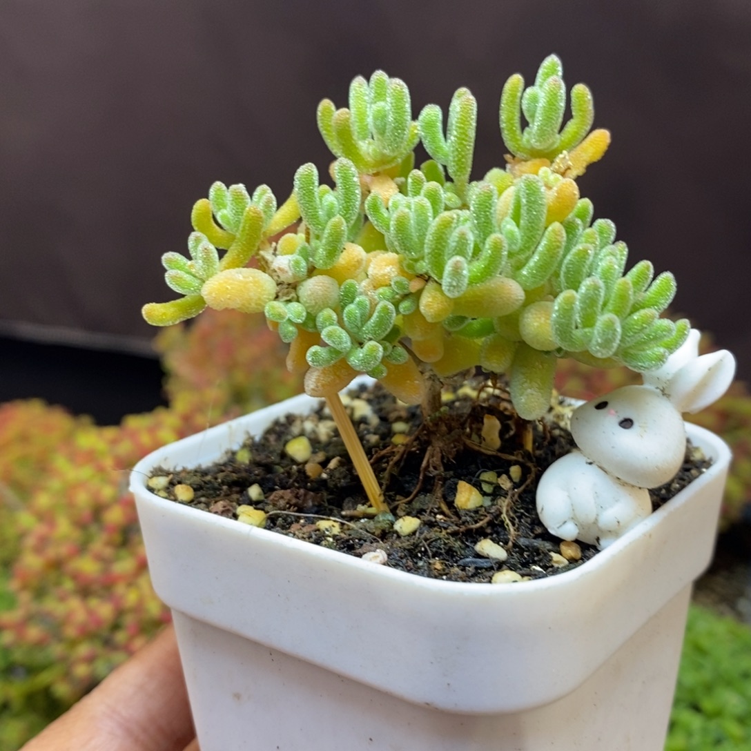 无花朵94号黄冰枝干多肉