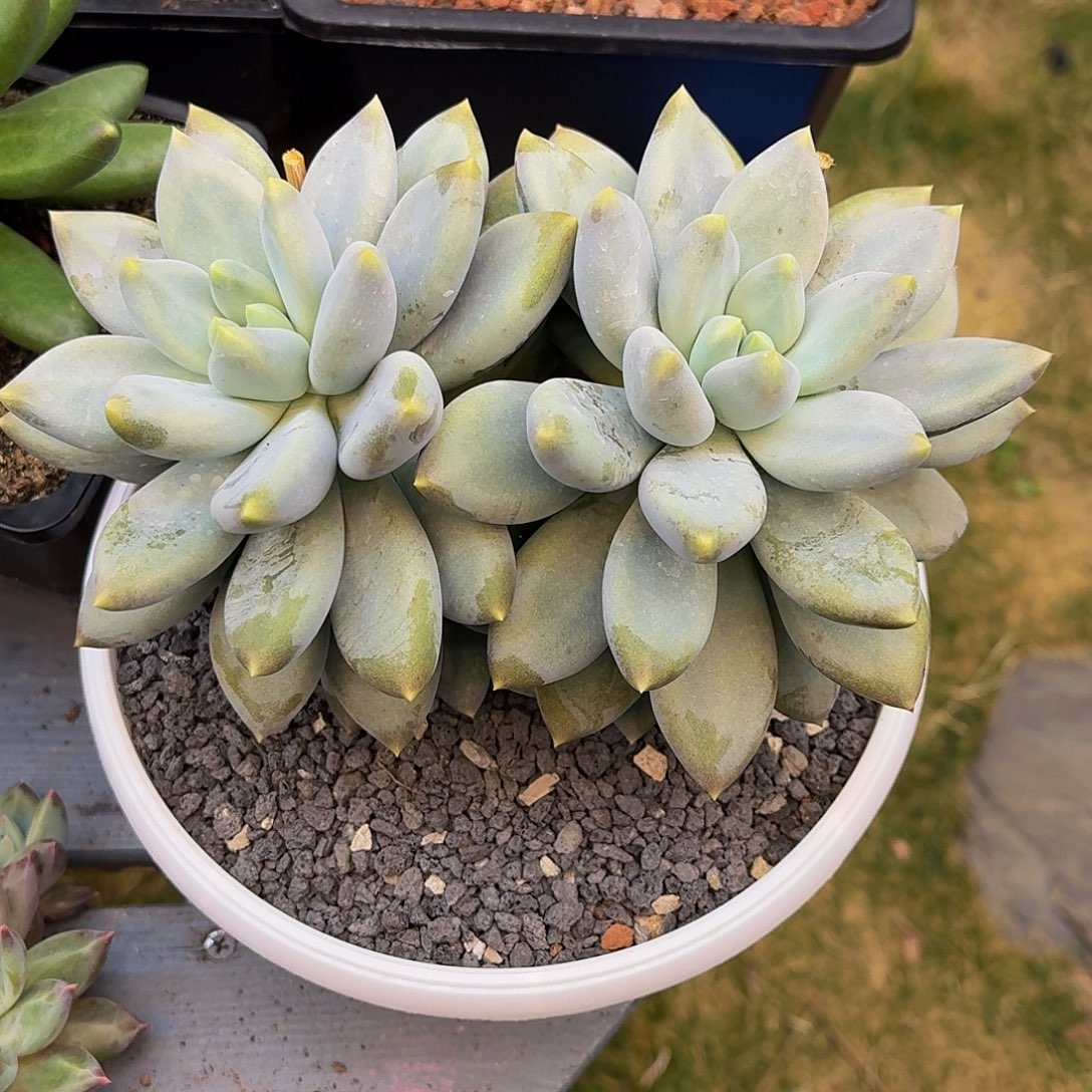 哥特萝莉大双头一颗竞拍