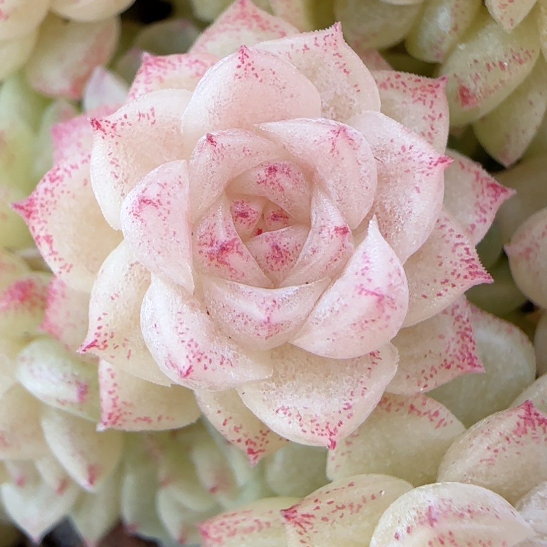 陈**儿【闪购商品】0122-47珠光包子优选麦杆