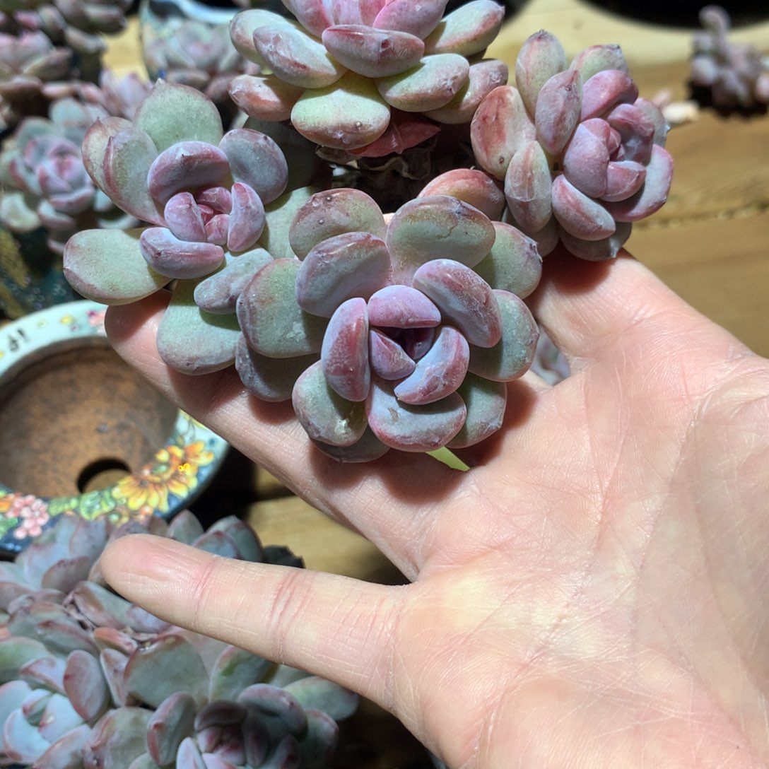 颜*颜新突尼斯延时发货多肉