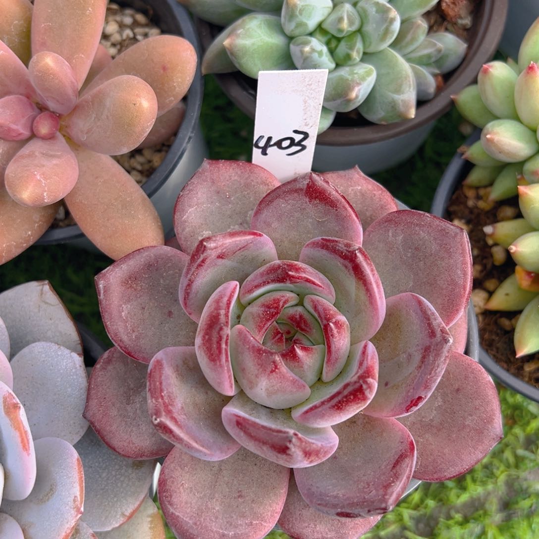 初*言香玉的故事是一个人的