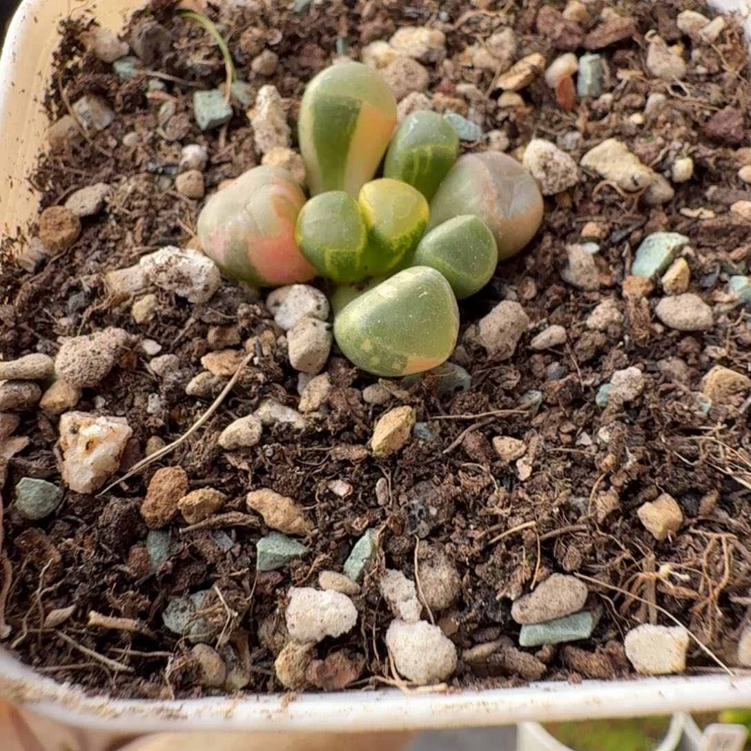 安***物A979五十玲玉锦一物一拍