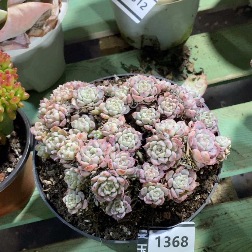 【闪购商品】杂1368