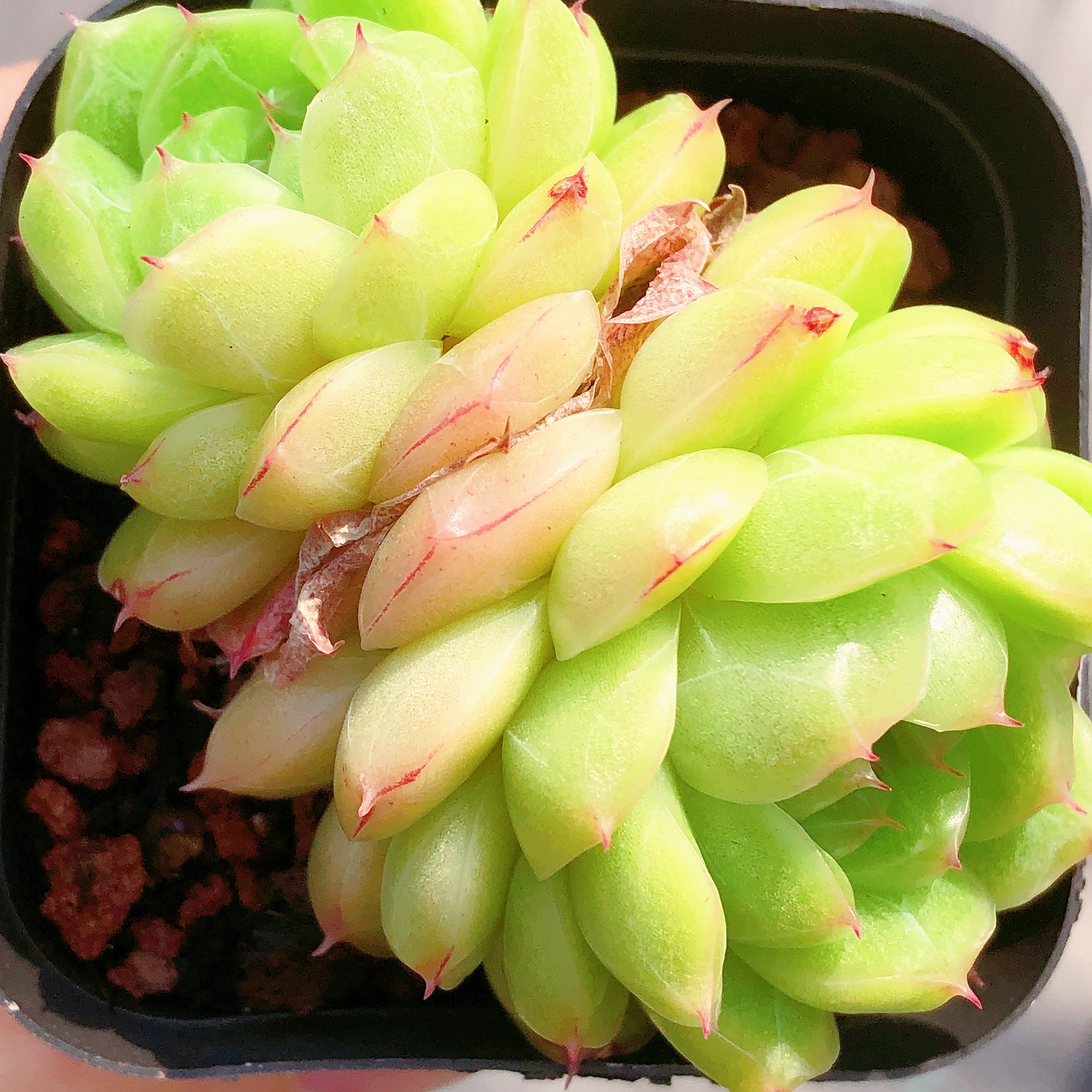 多肉植物  双头起牛油果一颗（尺寸5左右）满28包邮除偏远