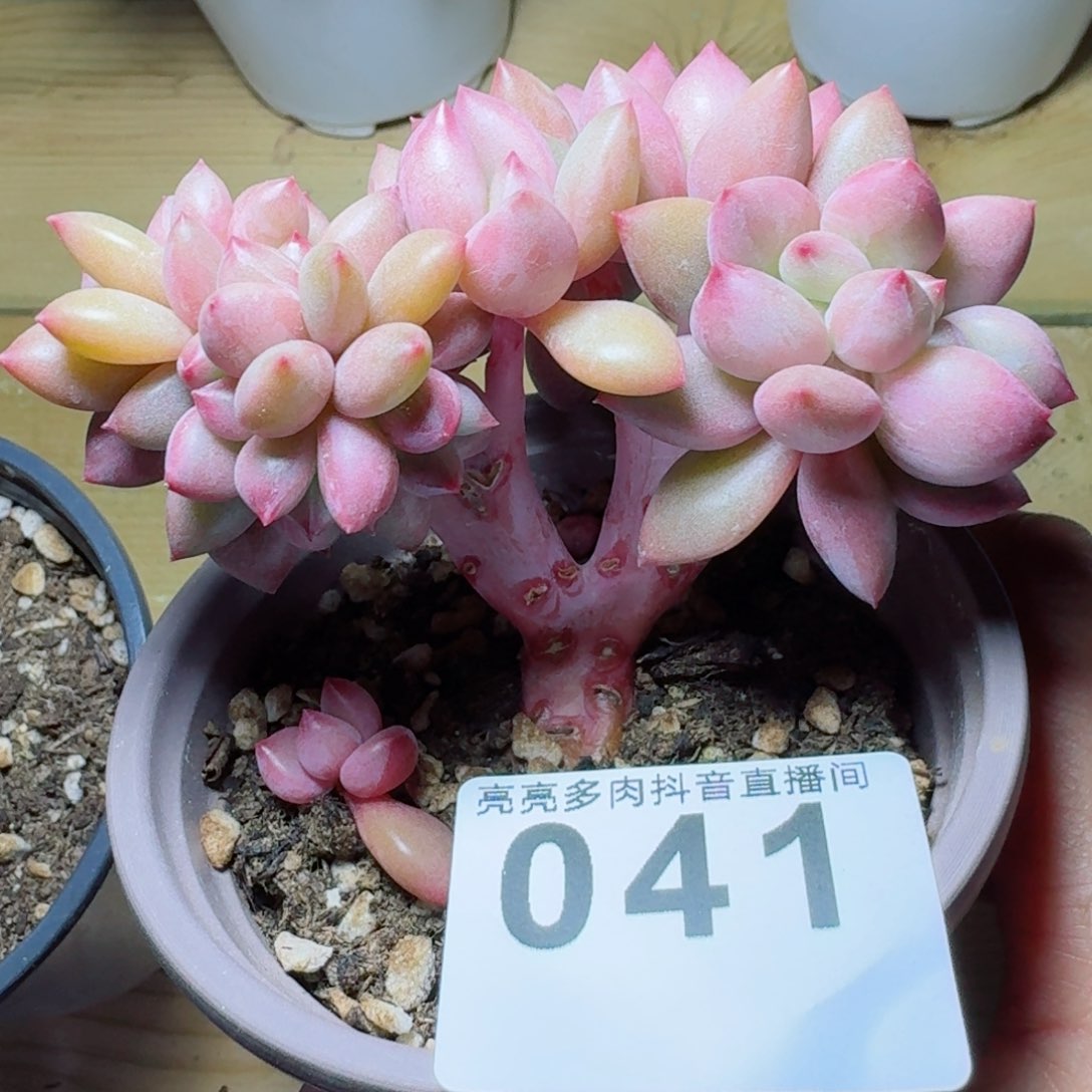 桃花源缀化         多肉植物