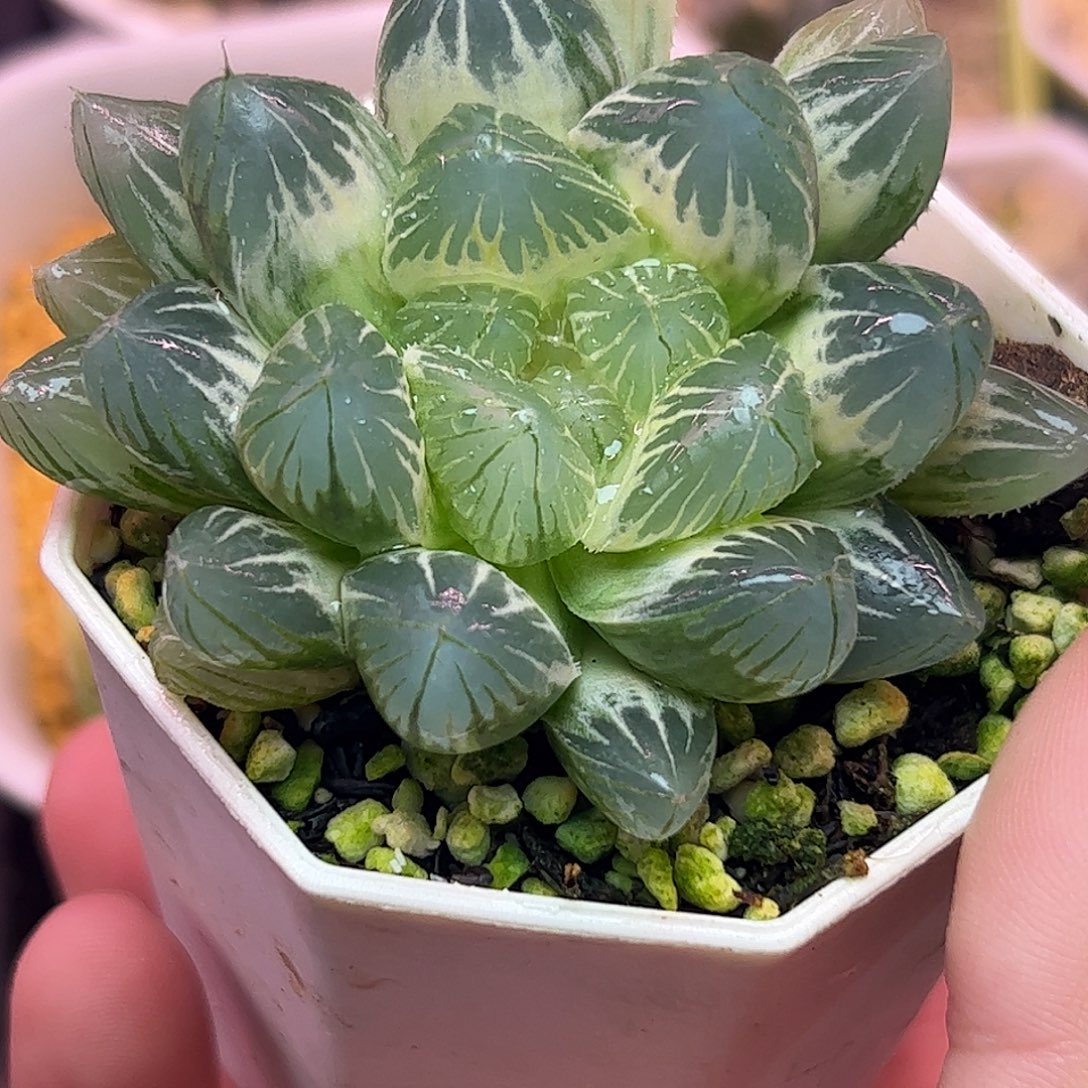 六公分亚成株糊斑大叶霓虹灯锦