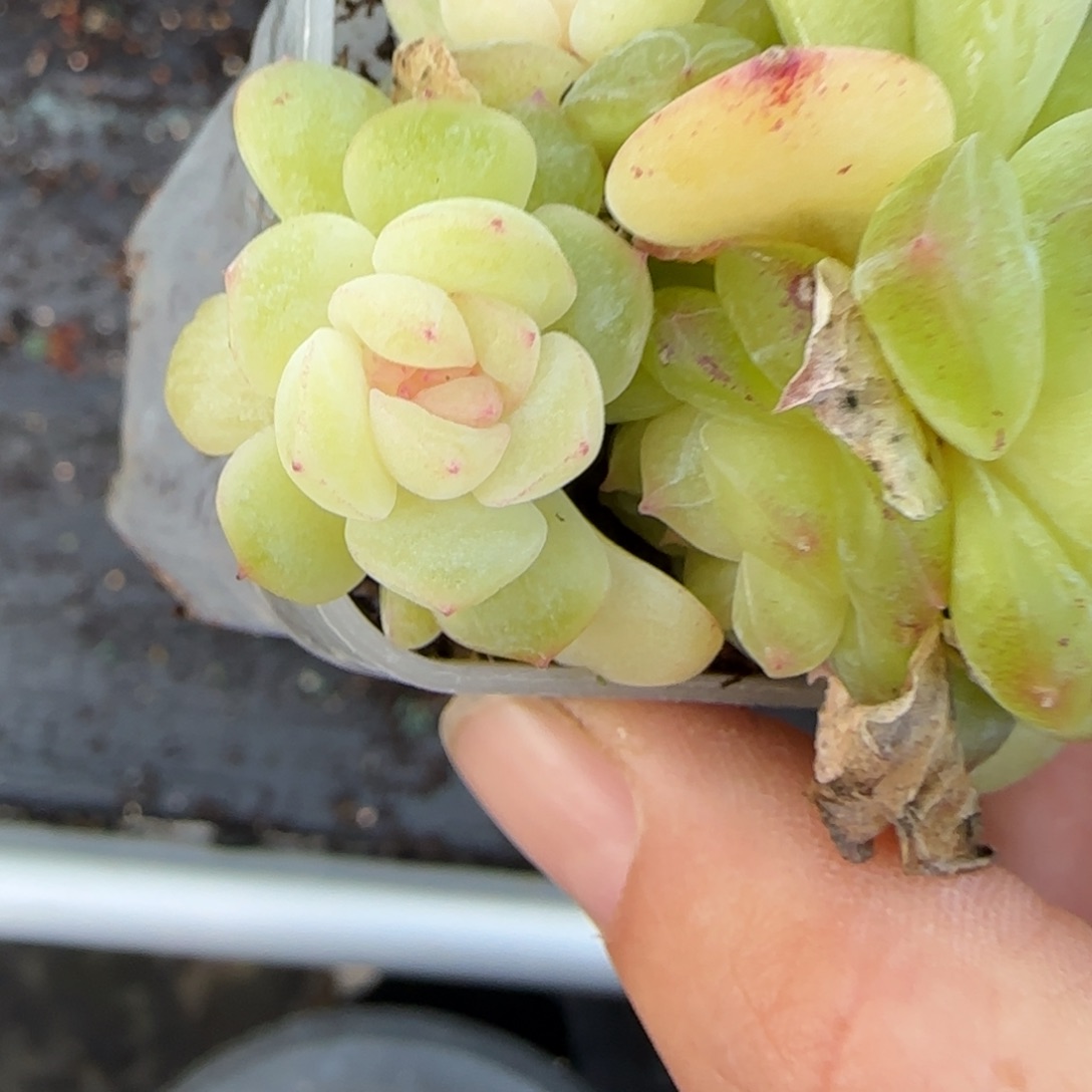 T20 四头盆4床一个满25包邮