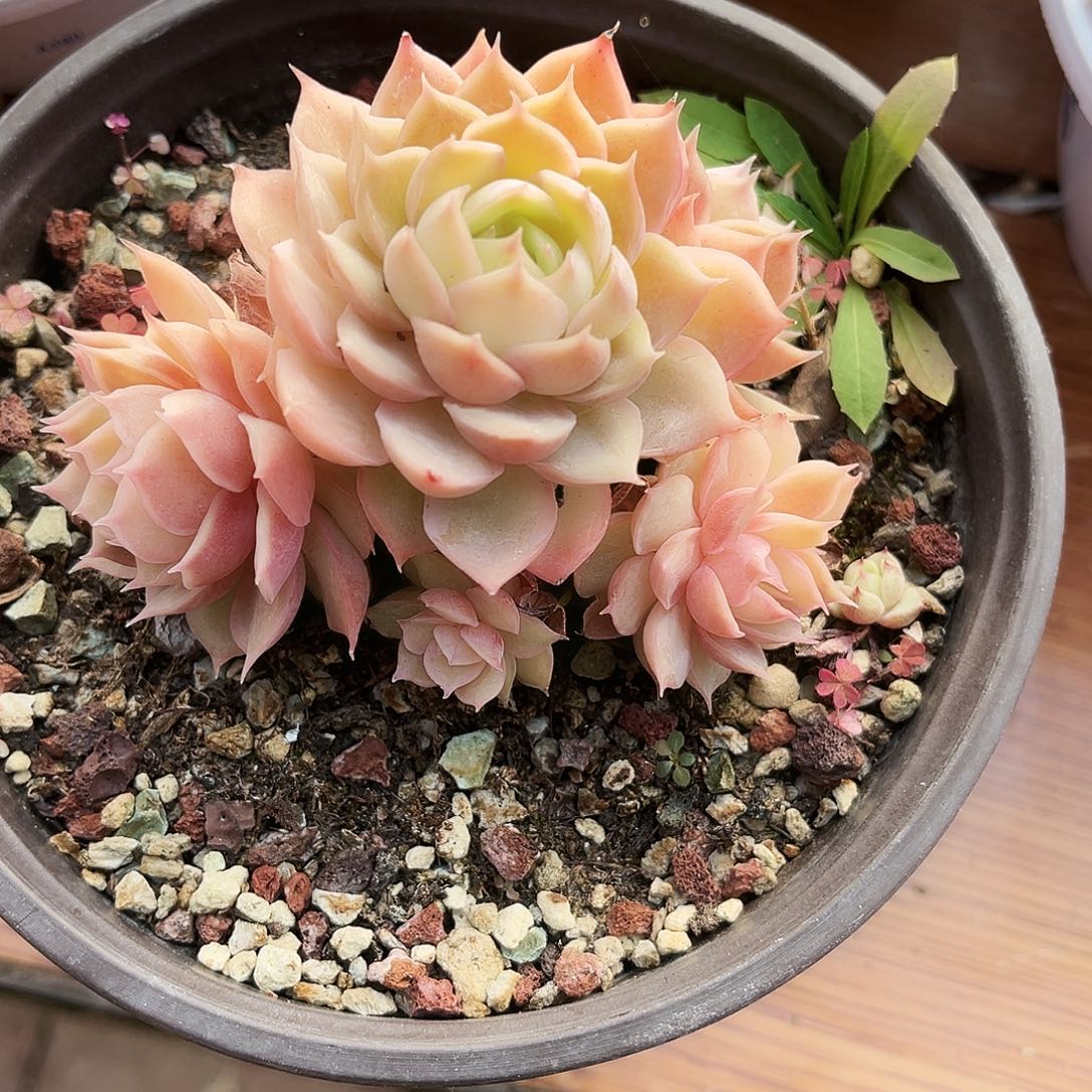 子***耘12多肉植物提取萃取剂系列生产