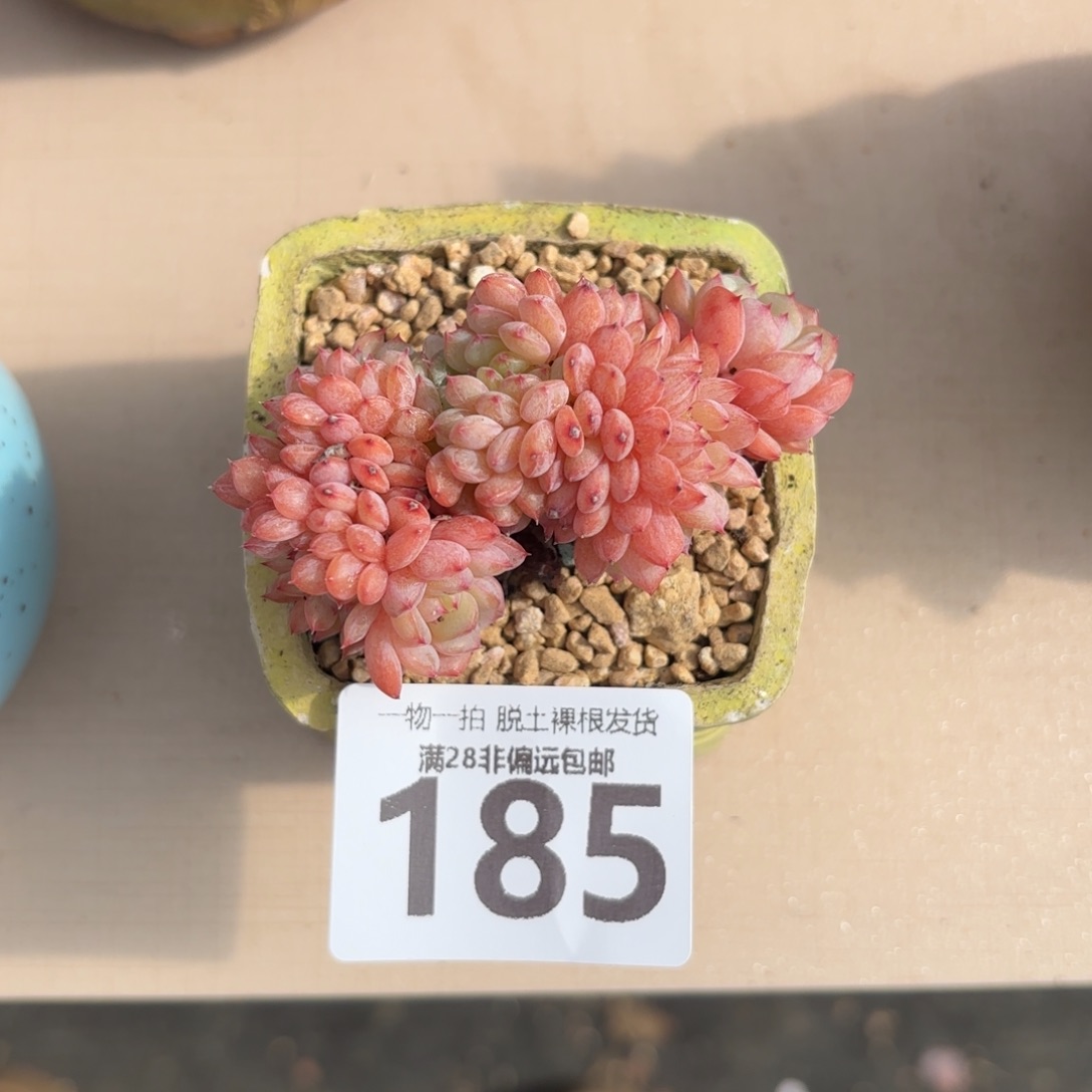 白胖子缀无盆土发货