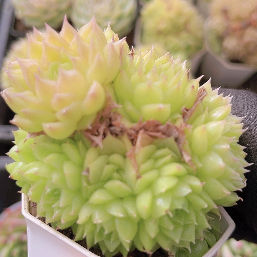 白桃气泡麦秆88888888888888