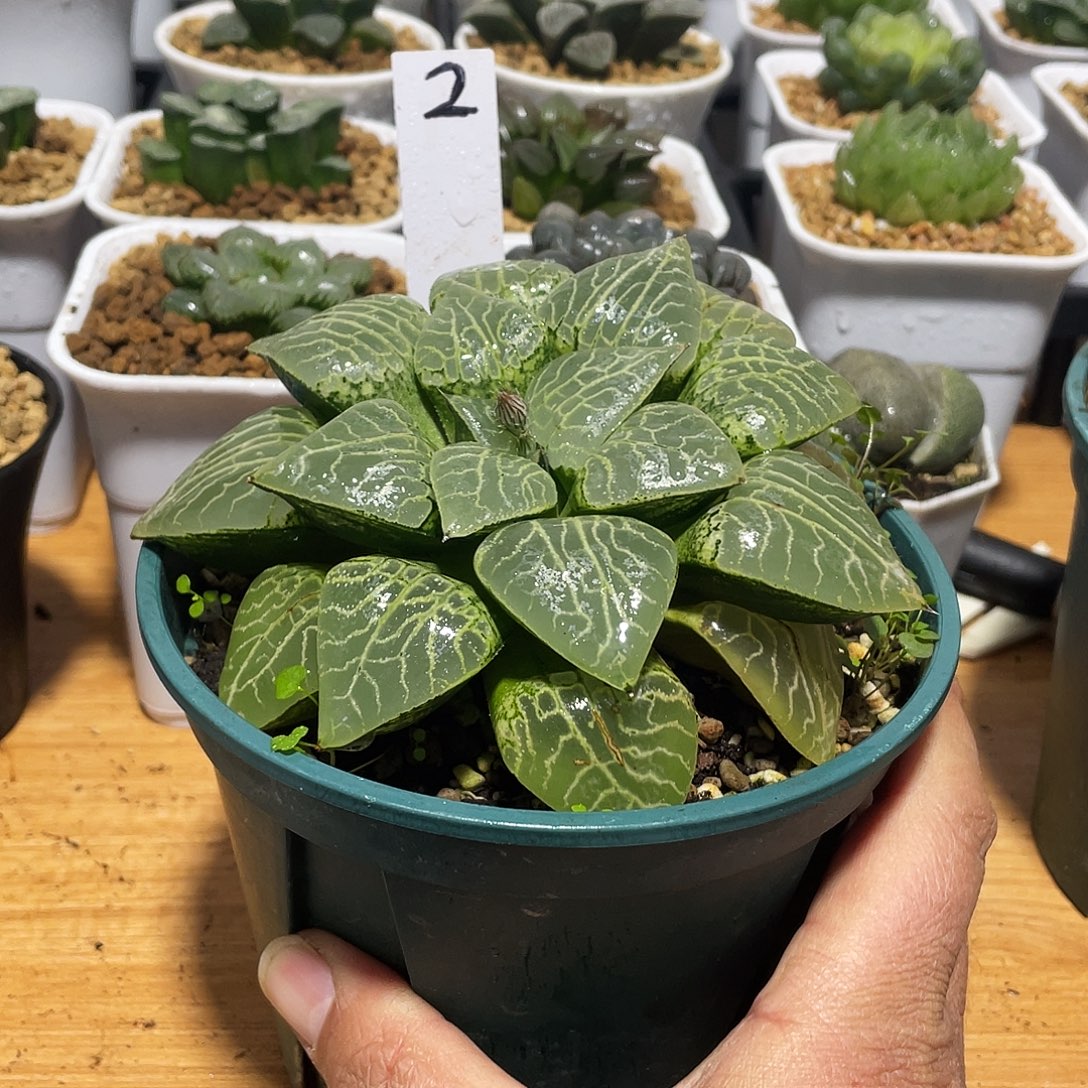 时***有直播间2号母本康平寿多肉