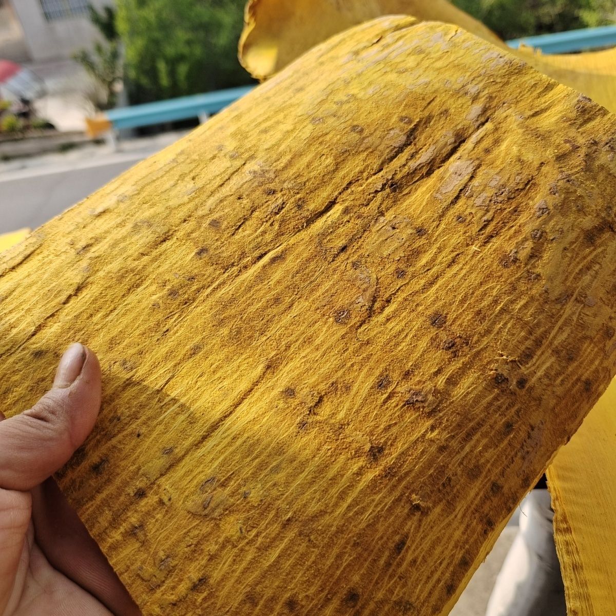 甘肃非种植黄柏250g～500g包邮