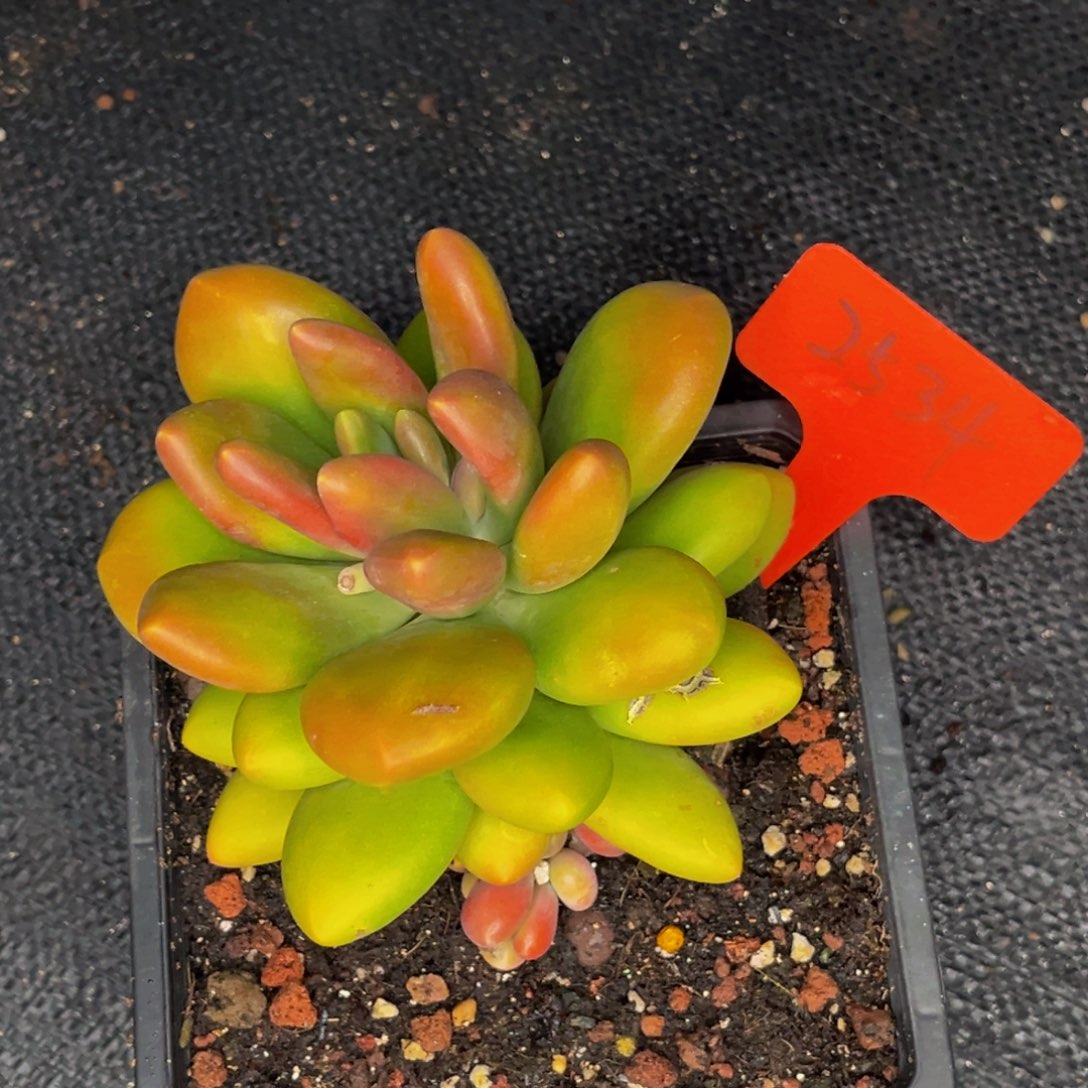 2534号晚上多肉植物群生多肉