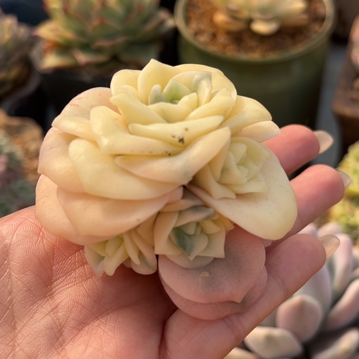 可爱玫瑰锦捧花头盖