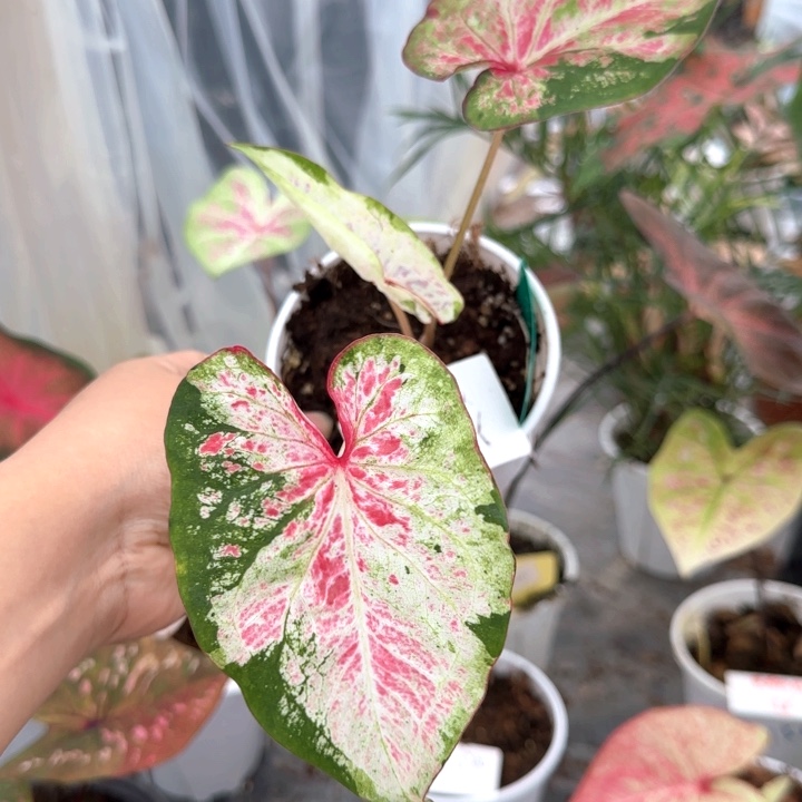 植物K**K泰国彩叶芋阿松凯